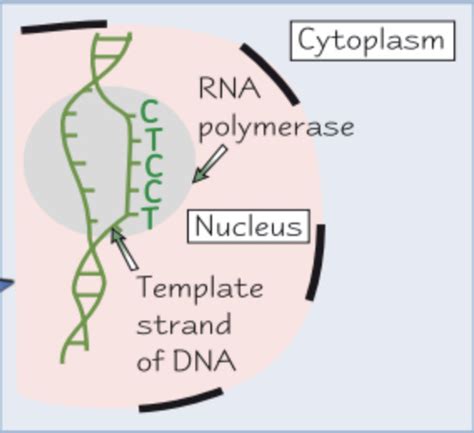 DNA, RNA, and Protein Synthesis Flashcards .